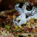 nudibranch_triune_db_h_0705_png2188.jpg
